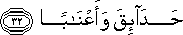 حَدَائِقَ وَأَعْنَابًا حَدَائِقَ وَأَعْنَابًا